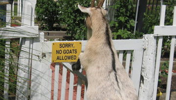 no-goats-allowed