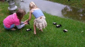 playing-with-baby-skunks