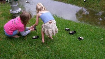 playing-with-baby-skunks