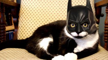 batcatman