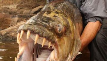 big-scary-fish