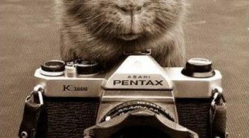 camera-pet