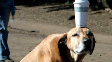 dog-cup