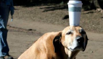 dog-cup