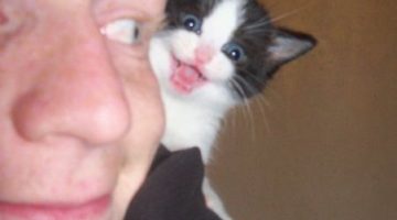 kitten-surprise