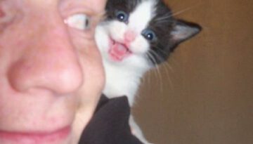 kitten-surprise