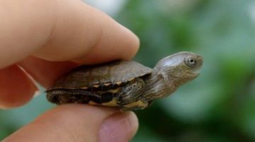 tiny-turtle