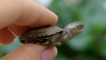tiny-turtle