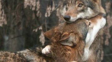 wolf-hug