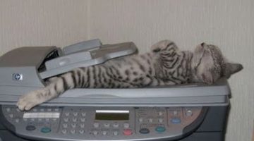 CatScan