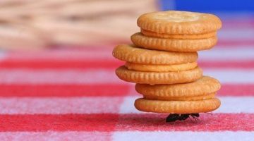 ant-cookies