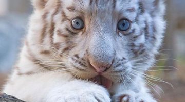 baby-white-tiger