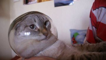 cat-bowl-head