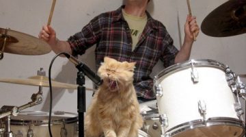 cat-drums