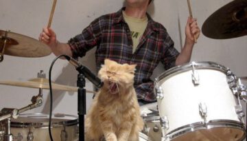 cat-drums