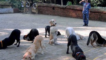 dog-dance