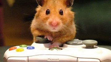 hamster-gamer