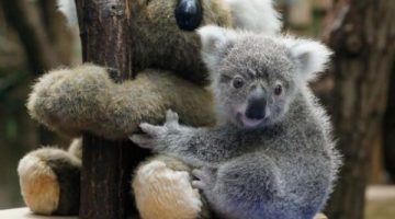 koala