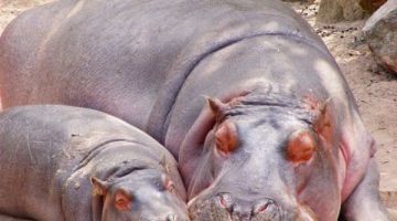 mom-and-baby-hippo