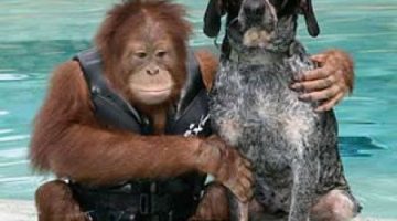 monkey-dog-friends-1