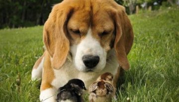 puppy-and-chicks