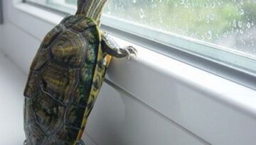 turtle-window