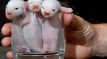 baby-ferrets