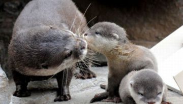 baby-otters