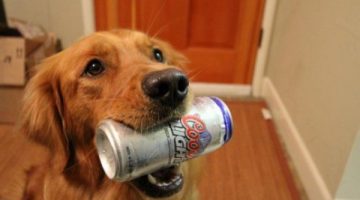 beer-dog