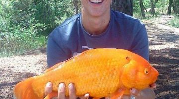 big-goldfish