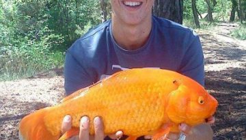 big-goldfish