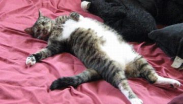 cat-lying-down