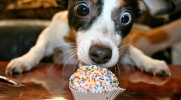 cupcake-dog