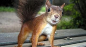 cute-squirrel