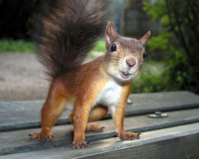 Have You Seen My Nuts? - 1Funny.com