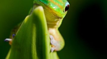 happy-gecko