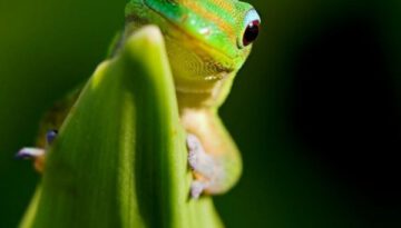 happy-gecko