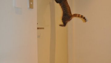 hover-cat