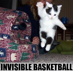 Invisible Cats – 1Funny.com