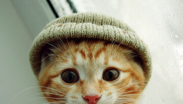 kitten-hat