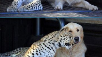 leopard-dog-friends