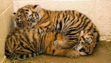 tiger-cubs