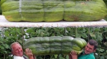 big-cucumber