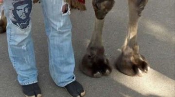 camel-toes