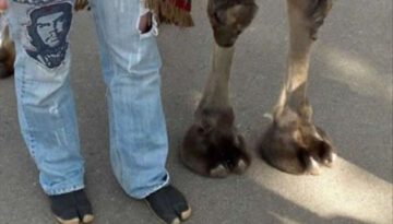 camel-toes