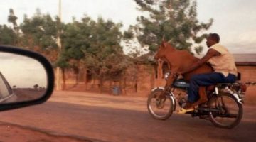 cow-motorbike