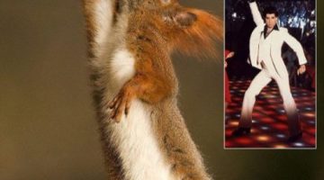 dancing-squirrel