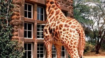 giraffe-window