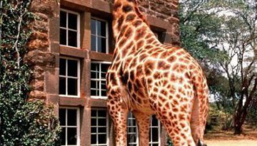 giraffe-window