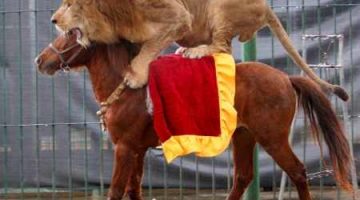 lion-on-a-horse